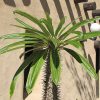 Madagascar Palm 10In - Image 2